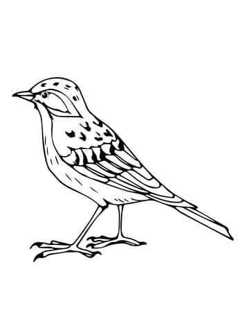 Eurasian Skylark Coloring Page